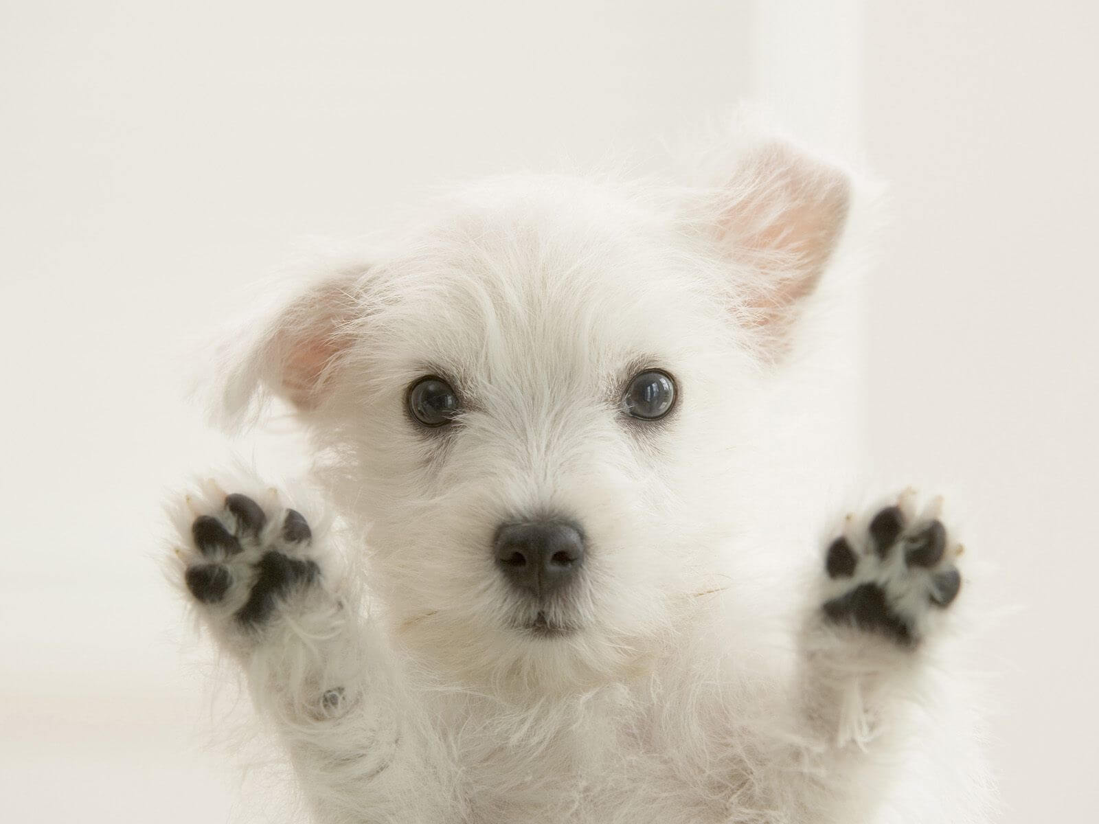 “Jimmy the dog” and the benefits of an independent contract audit
